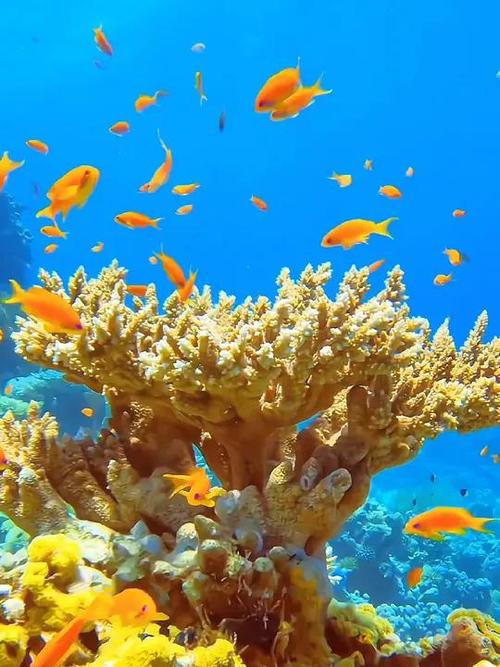 海洋视频游戏截图