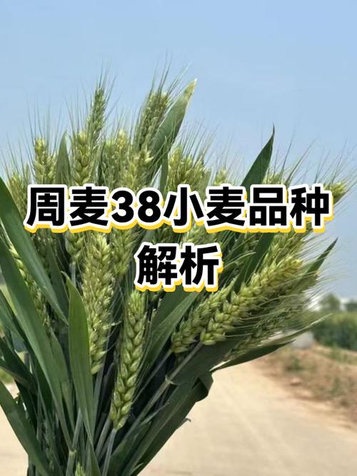 开半麦和开全麦有什么区别?缩略图