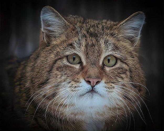 瑞典野猫电影在线观看