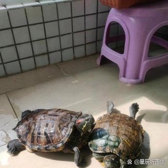 两只乌龟睡觉猜一成语