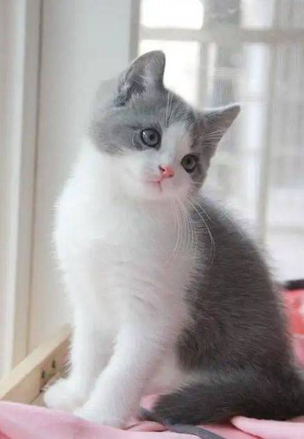 猫品种
