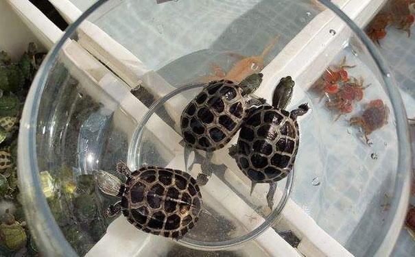 乌龟在家里养好不好