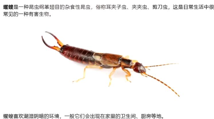 毒虫三巨头vs昆虫三巨头缩略图