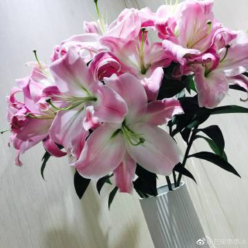 惠惠花苹果下载