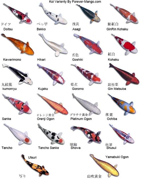 锦鲤有哪些颜色