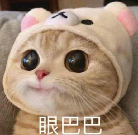 表情包猫咪游戏截图