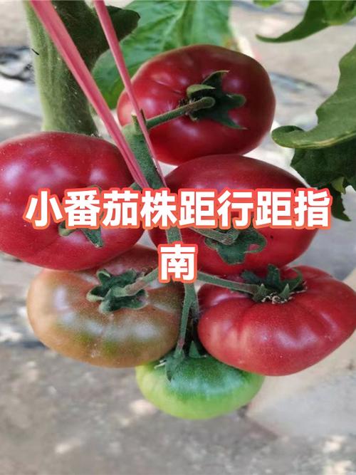 圣女果几月份成熟