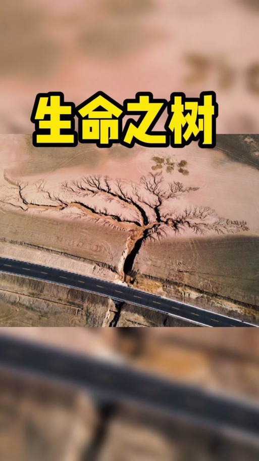 尤加特拉希生命树