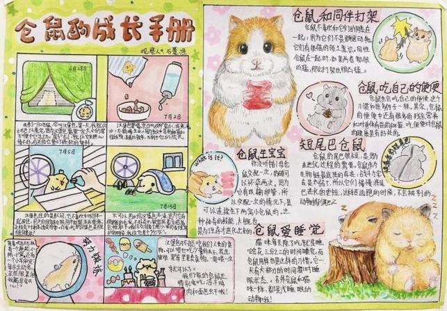 仓鼠胸口长了个肉球