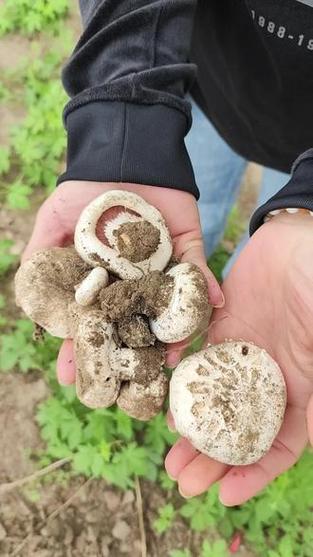 双孢蘑菇伞打开里面发黑