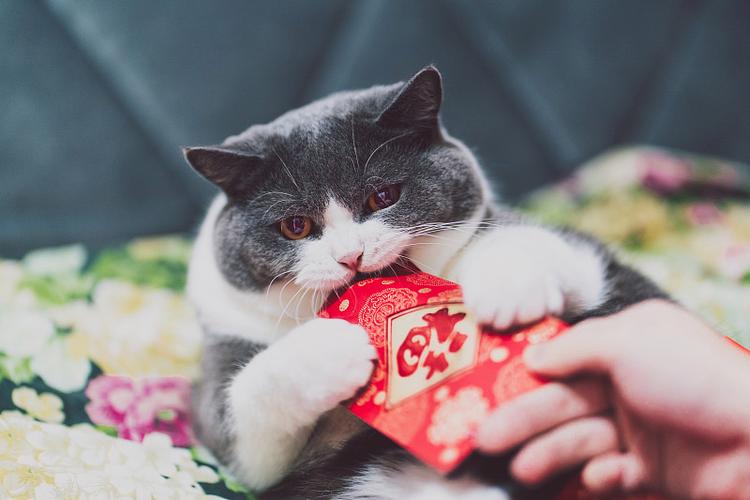 红包猫天天抢红包