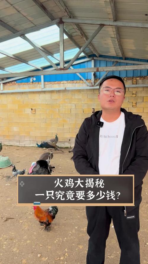 养一千只火鸡投资多少