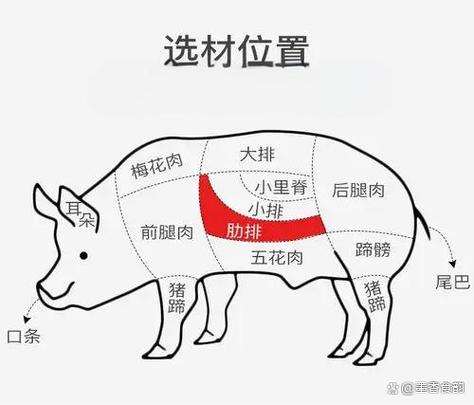 猪小排是哪个部位