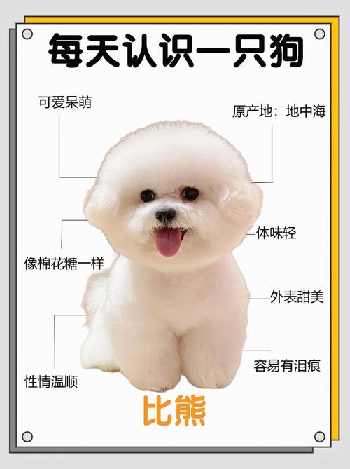 比熊一天可以走多少公里