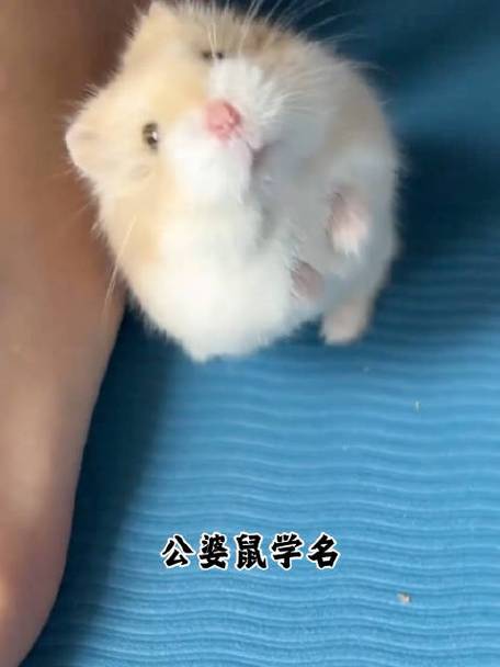 仓鼠跑了会变成老鼠吗