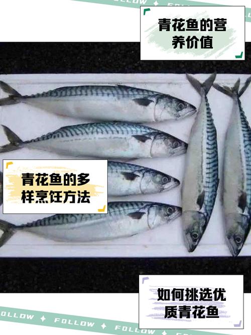 青花鱼养殖旧站