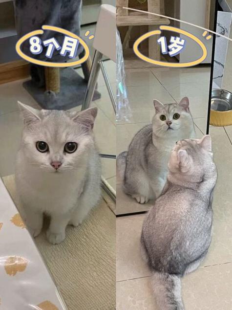 猫发腮有什么意义