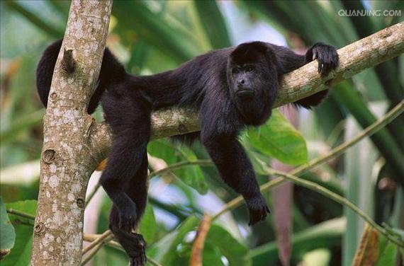 blackmonkeyPro
