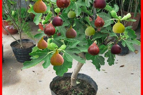 最适合盆栽的无花果排行