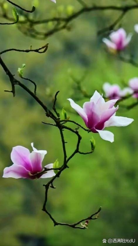 《花盈纪(剑断春秋)》