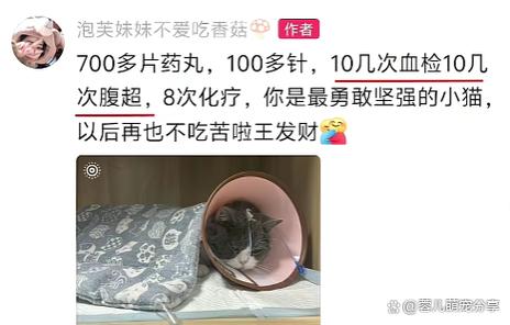 为什么养猫养一个死一个