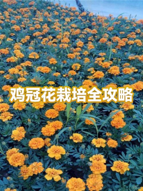 鸡冠花几月份播种
