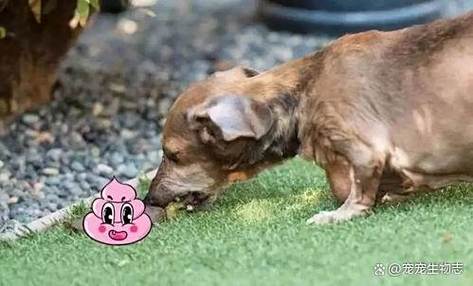 过度喜欢宠物是心理疾病吗