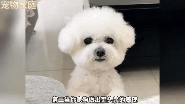 高冷女教师妈妈变成宠物小说
