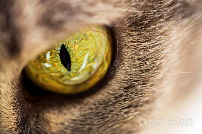 猫眼一只大一只小