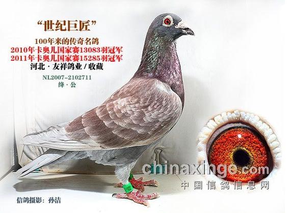 奇鸽官网