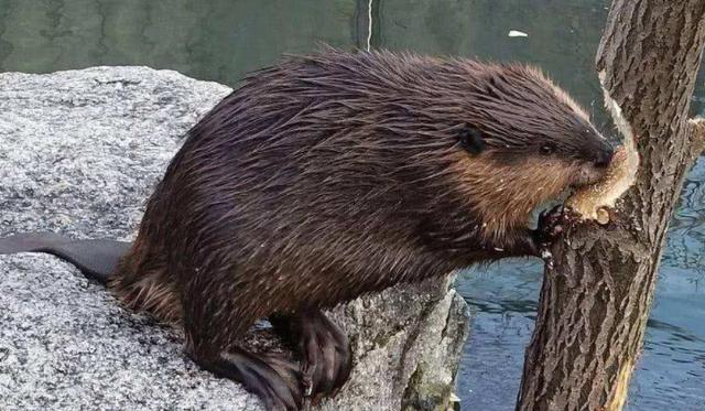 beaver是什么动物