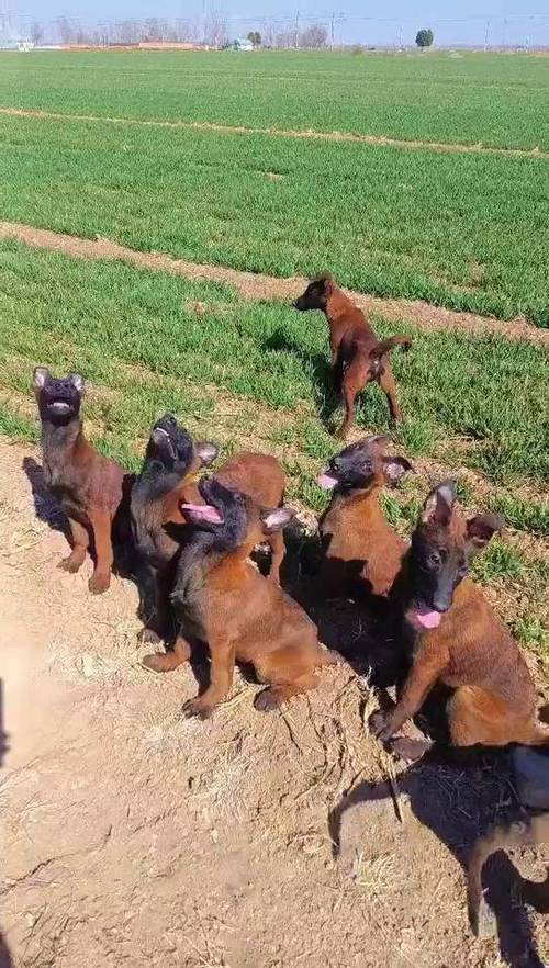 红马犬属于什么档次