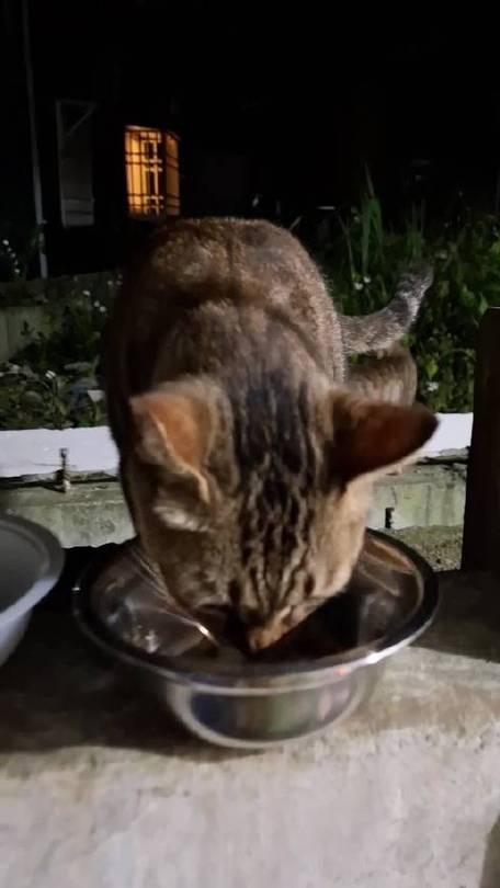 猫晚上需要喂食吗