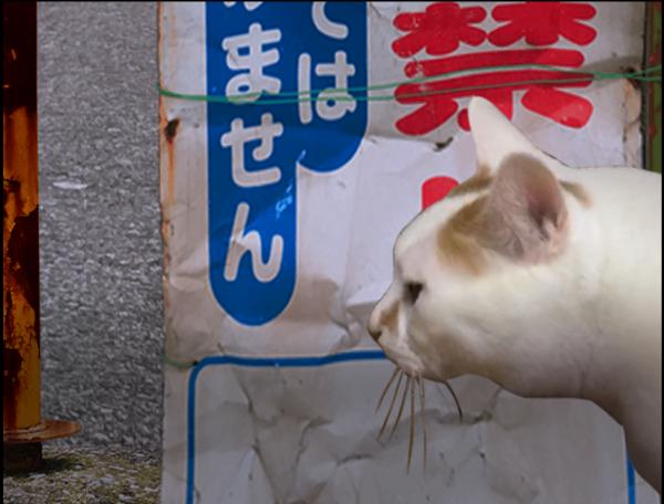猫的一天的奇谈怪论下载