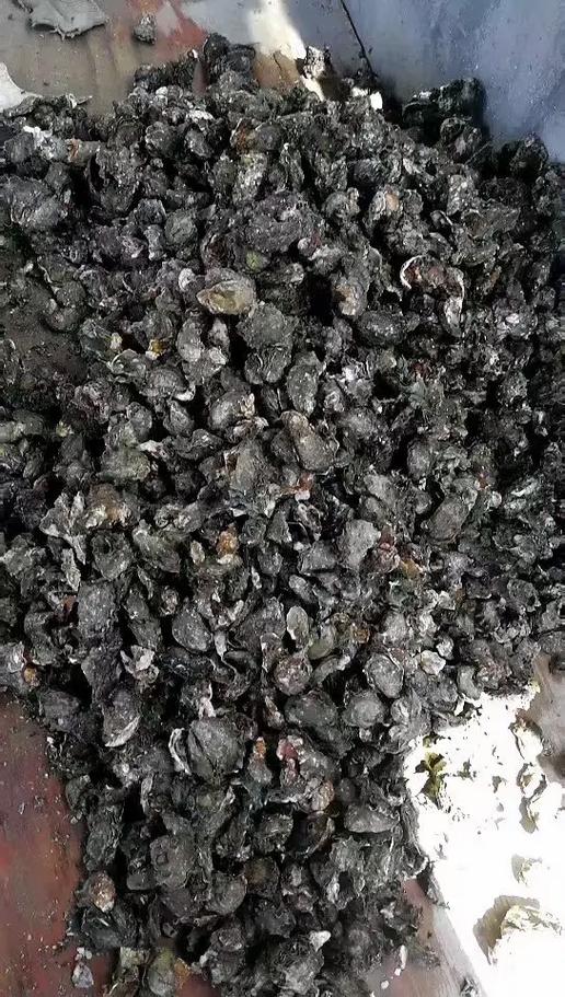 海蛎子什么价格