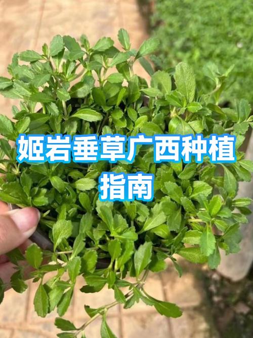 姬岩垂草种子图片