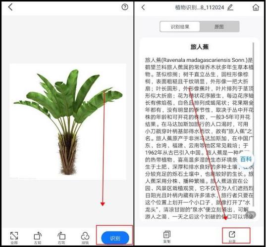苹果手机扫一扫识别花草树木
