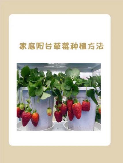 草莓种在阳台上大忌