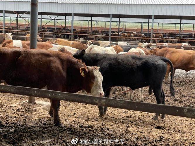 鑫源精品种羊养殖基地