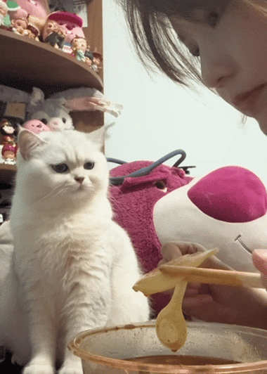 附近有喵