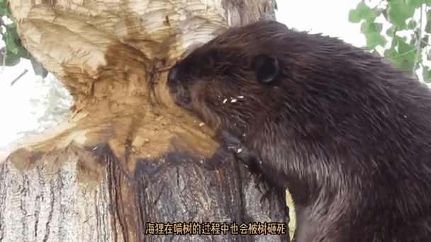 巨型老鼠的危害缩略图