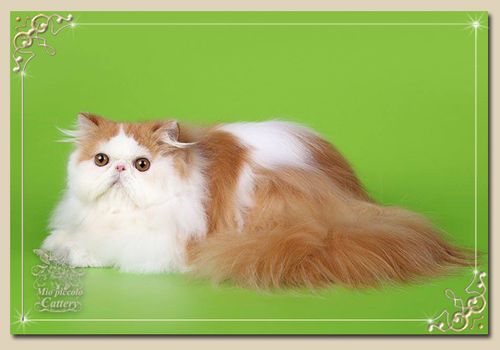 cats3.15