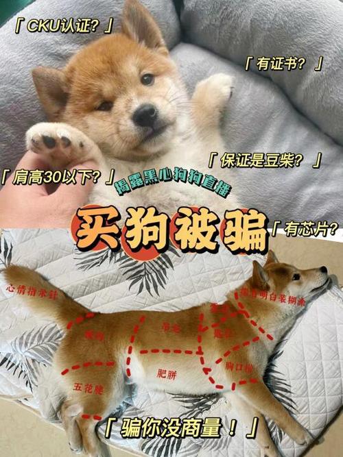 网上买狗可靠吗