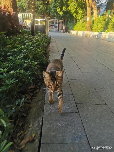 大花猫