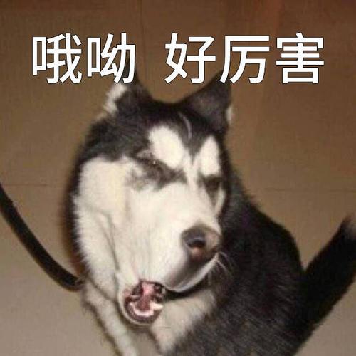 贱兮兮表情包缩略图
