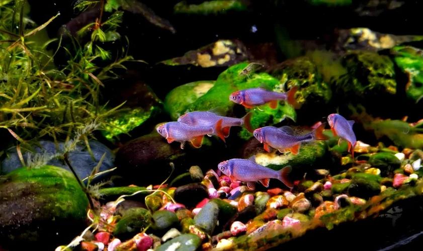 养不死鱼的4种水