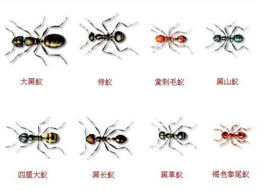 100种常见蚂蚁图片