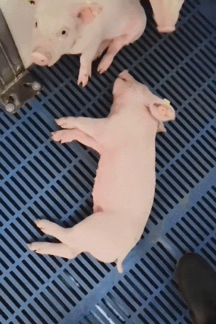 小猪仔表情包