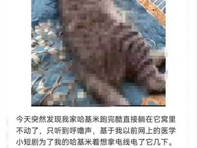 爱猫区传来噩耗,草帽小子