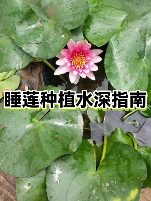 小睡莲的种植方法